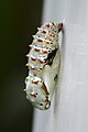 Chrysalis.