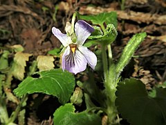 花弁の縁は波状になり、上弁は反り、側弁はあまり開かない。