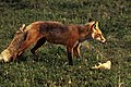 A red fox standing over its prey.