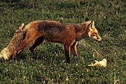 Third trophic level Foxes eat rabbits at the second trophic level, so they are secondary consumers.