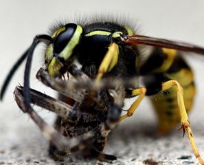 Eating spider