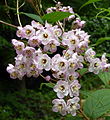 Deutzia hookeriana at UBC Botanical Garden