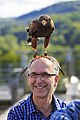 Wüstenbussard auf dem Kopf eines Besuchers (bei einer Flugvorführung, August 2017)