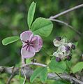 花。左の大きな淡紫色の花が雌花、右の小さな白花が雄花。