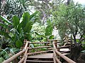 Wooden bridge in the Africa beds