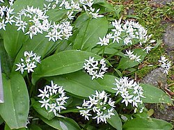 Allium ursinum