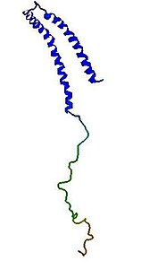 Α-Synuclein