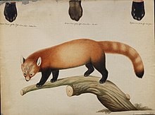 Watercolour of a red panda on branch with three separate depictions of the paws at the top