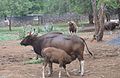 Gaur (Bos gaurus) mit Jungtier