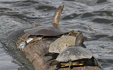 A. m. mutica basking with red-eared sliders, Missouri