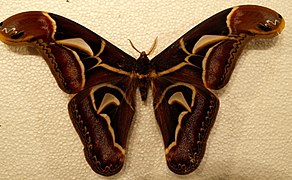 Archaeoattacus edwardsii (Saturniidae, Saturniinae)