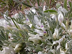 Description de l'image Astragalus gilviflorus (3531694693).jpg.