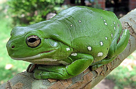 Australian green tree frog, by liquidGhoul