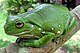 An Australian Green Tree Frog