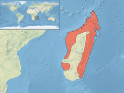 Distribución de la baza malgache.