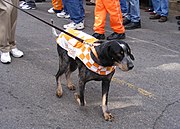 Smokey IX, former mascot of the University of Tennessee