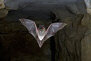 Brown bat