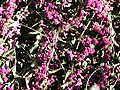 American Beautyberry (Callicarpa americana) with leaves burnt from frost. Photo taken 10-30-2008, North Carolina.