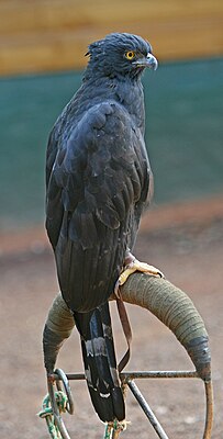 Чёрный хохлатый орёл (Spizaetus tyrannus)