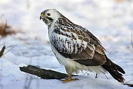 Photographie en couleurs d'un oiseau de profil, sur fond de neige avec la tête et les épaules largement blanches tranchant sur le reste du plumage marron.