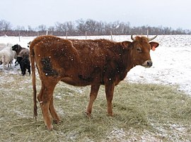 Image illustrative de l’article Race bovine canadienne