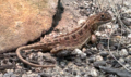 Canberra grassland eared dragon