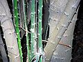 Prickly trunk of Capparis arborea
