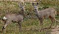 Roe deer