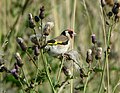 Carduelis carduelis