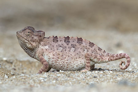 Namaqua chameleon, by Yathin sk