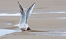 grey bird with dark brown head