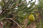 澳洲沙漠萊姆（英语：Citrus glauca） Desert lime