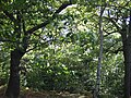 Oak and Birch trees