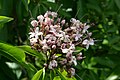 Clerodendrum glabrum, pianta ospite