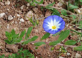 Convolvulus tricolor