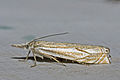 Crambus lathoniellus (Zincken, 1817)