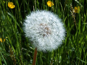 Un pissenlit véritable (Taraxacum sp.) fané, encore couvert de ses akènes à aigrettes. (définition réelle 1 024 × 768*)