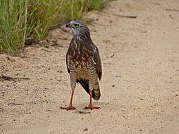 Juvenile