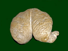 Diceras angulatum