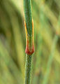 Ephedra californica