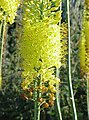 Eremurus stenophyllus