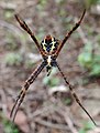 Argiope aetheroides, ženka