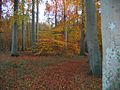 Hasseldieksdammer Gehölz im Herbst