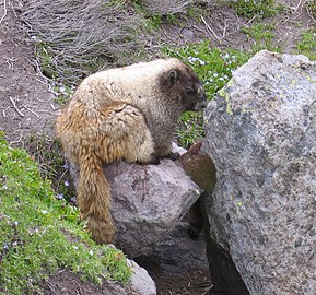 Marmota caligata, Национални парк планине Рејнир