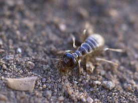 Hodotermes mossambicus