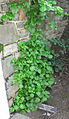 Climbing hydrangea