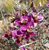 Krameria erecta з родини Krameriaceae