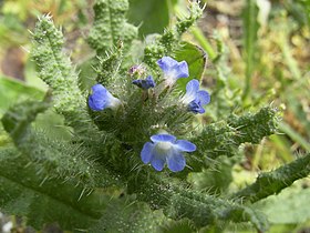 Anchusa arvensis