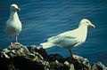 Glaucous Gull Larus hyperboreus gråmåge Måge