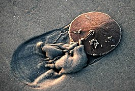 A sand dollar, an irregular sea urchin (Irregularia)